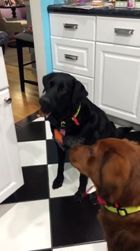 Ce pauvre chien ne parvient pas à manger les carottes