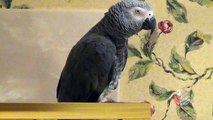 Generous parrot offers an apple and popcorn snack