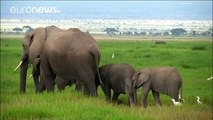 Elephants tranquilised and 'relocated' after destroying crops