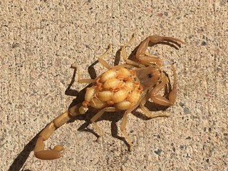 STINGS! 7 things to keep you safe during scorpion season - ABC15 Digital
