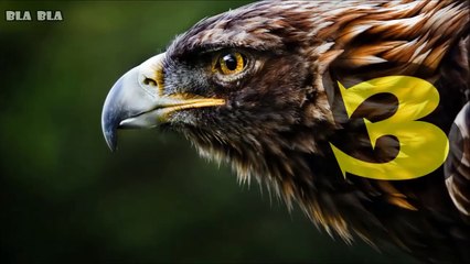 أقوى 5 نسور صورتها عدسات الكاميرا ! الجزء الثاني !!