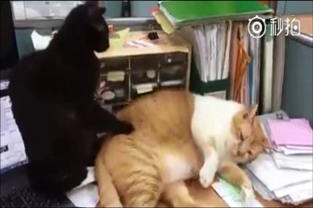 猫にマッサージする猫！（モミモミ）「もっと優しくマッサージするニャ！」w