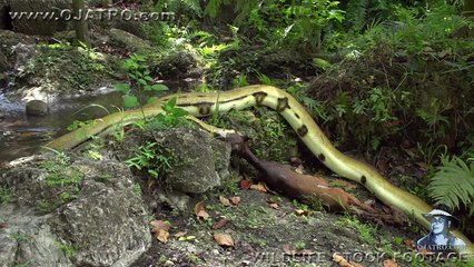 Python Eats Goat 01 Stock Footage