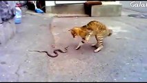 معركة بين الأفعى و القط ؟ Cat Vs Snake - عالم الحيوان - عالم الحيوانات