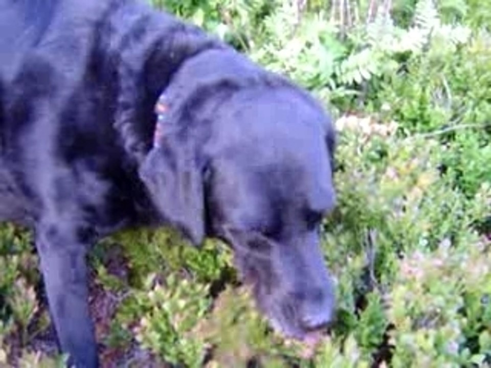 Super-AURA & die Heidelbeeren