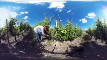 Scientists in search of the wine of tomorrow