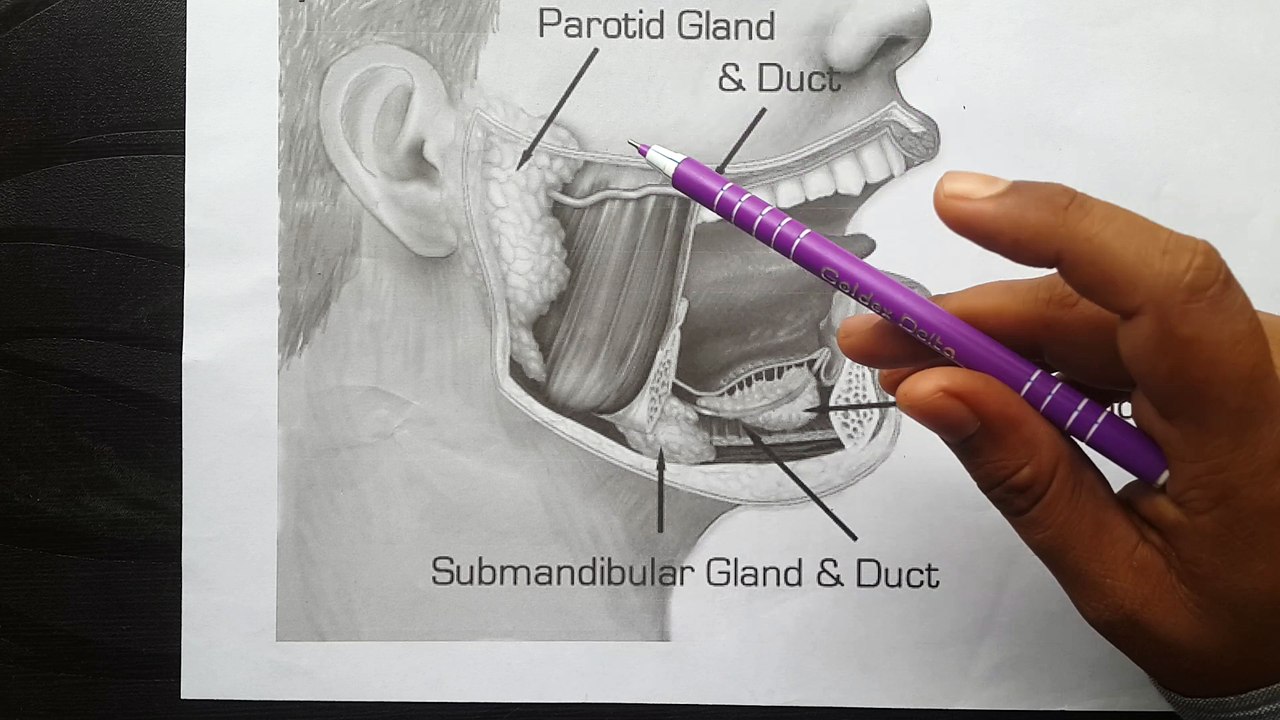 human salivary glands