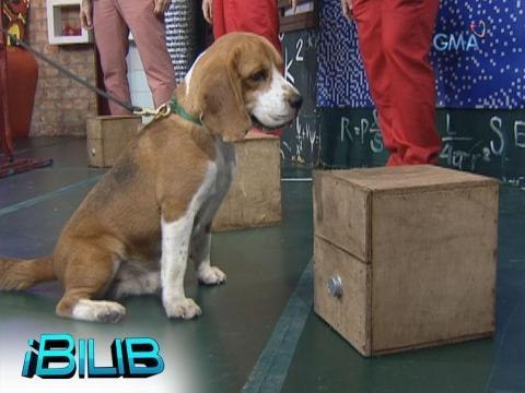 iBilib: Meet Pencil, the bomb-sniffing dog!