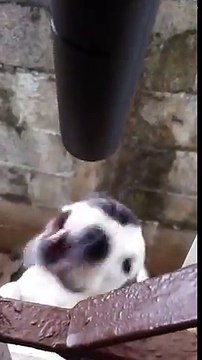 Ce chien adore manger de l'air sortant de ce souffleur !