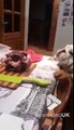 Ce chien essaye d'attraper la viande du bout de la langue !