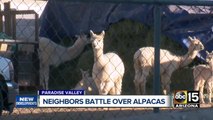 Alpaca problem solved in Paradise Valley