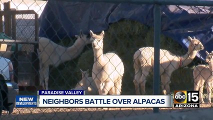 Alpaca Troubles in Paradise Valley Resolved 🐾