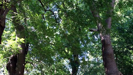 Samsun Velilerinden Seyyid Kutbiddin Hazretleri (k.s)