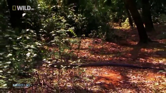 Hổ Mang Bành - Vua của loài rắn - Thiên nhiên hoang dã HD Thuyết minh