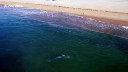 Amazing moment gray whale rolls around incredibly close to California beach