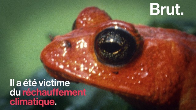 Ces 5 espèces animales ont disparu dans les années 2000