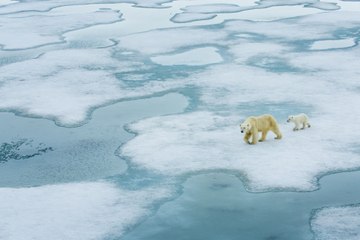Pourquoi vos enfants ne connaitront pas les ours polaires ?