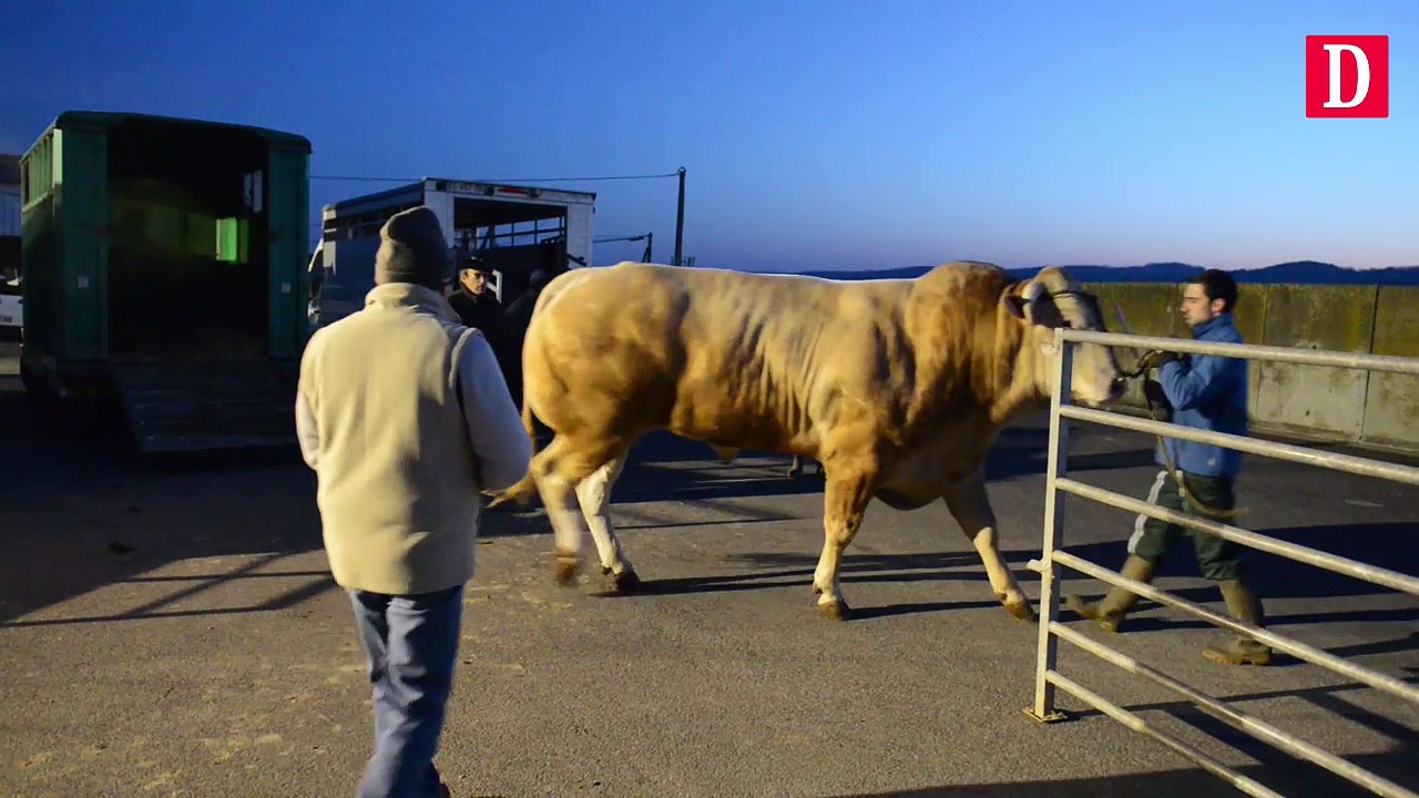 L'élite des Blondes d Aquitaine du 65 en route pour PARIS