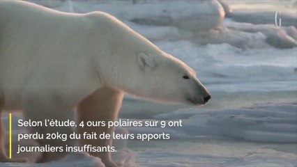 Pourquoi vos enfants ne connaitront pas les ours polaires ?