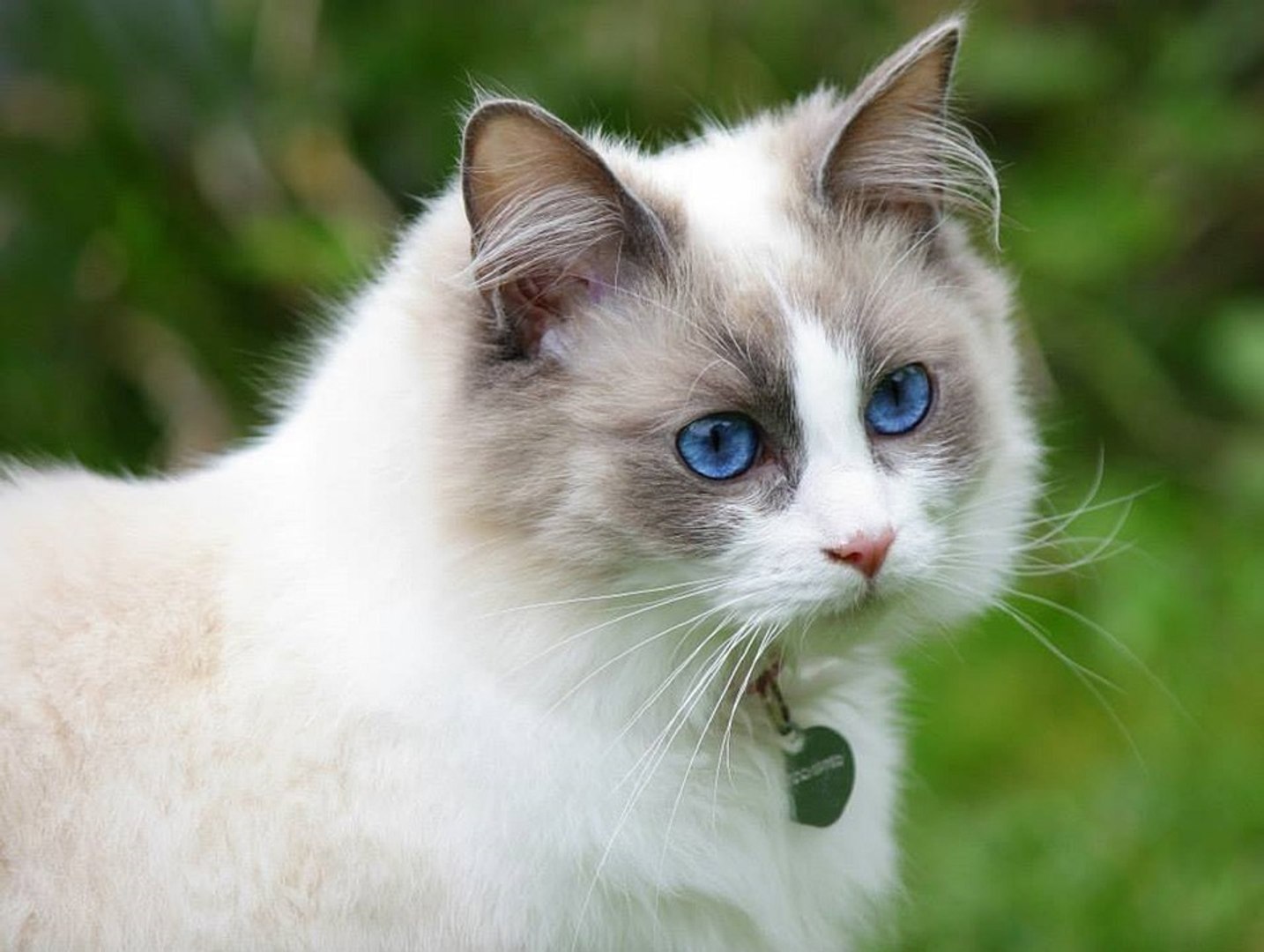 Les Animaux Les Plus Gentils Avec Les Hommes