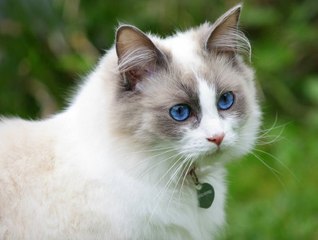 Les animaux les plus gentils avec les hommes