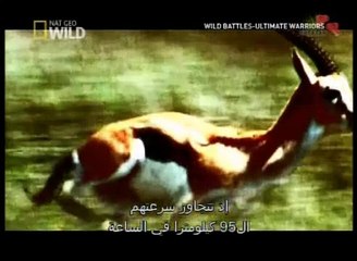 Cheetah fastest on earth الفهد الصياد اسرع حيوان على وجه الأرض 2