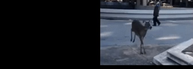 Deer Jumps Into Ohio River in Louisville