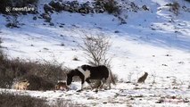 Vahşi doğada kurtlarla atın dostluğu