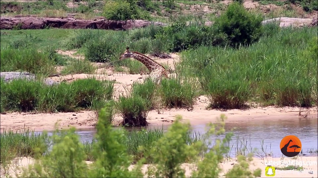 Long Battle Between Giraffe and Crocodile - Latest Sightings Pty Ltd