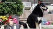 Sedih! Anjing setia temukan makam majikan dan tunggu di sana selama 11 tahun - TomoNews
