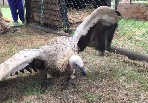 Near-Paralyzed Vulture Makes Miraculous Recovery in South Africa