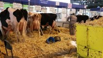 Thierry éleveur normand : c'est un honneur d'être au salon de l'agriculture