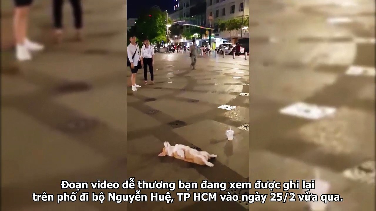 Thấy chú chó nằm vật giữa đường, người dân hốt hoảng cấp cứu và cái kết bất ngờ...