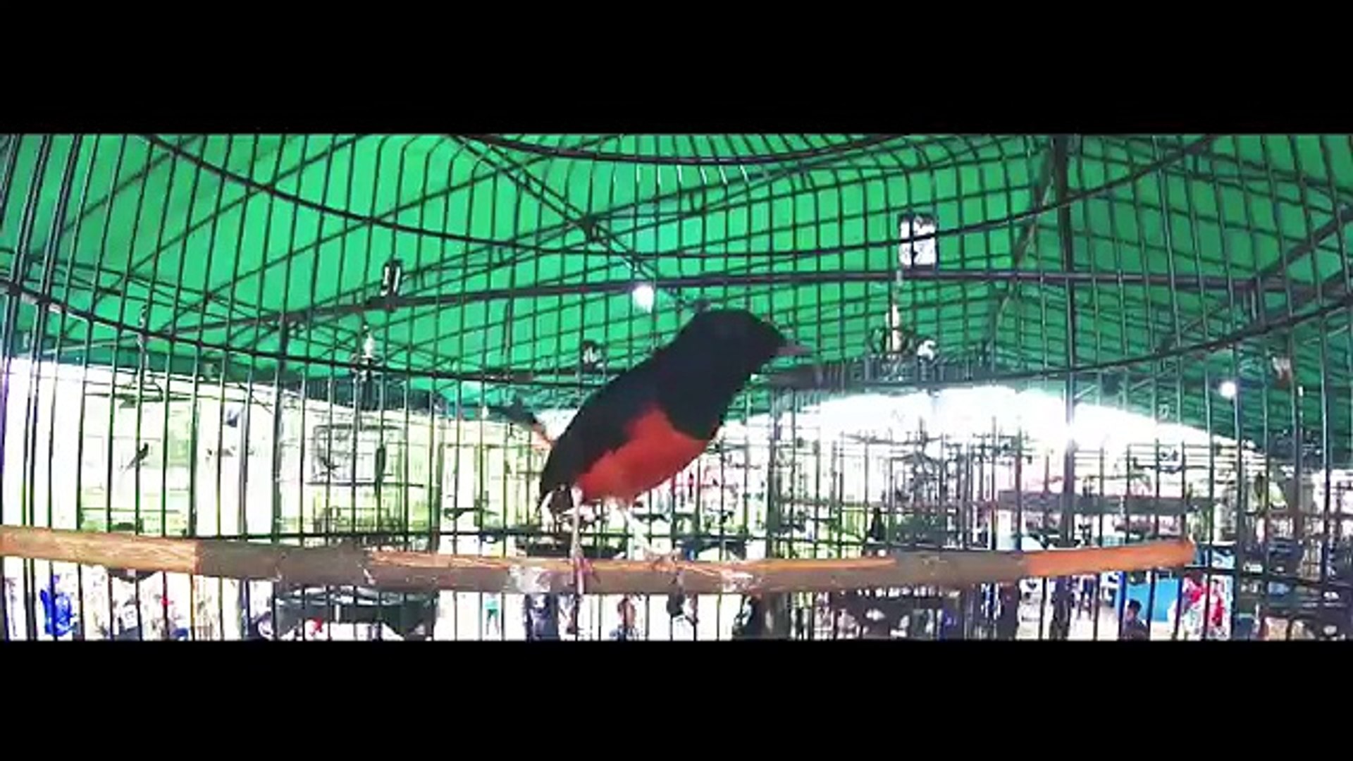 Brandy Watch Papah Hancur Nak Kondangan Lagi Lomba Burung Murai