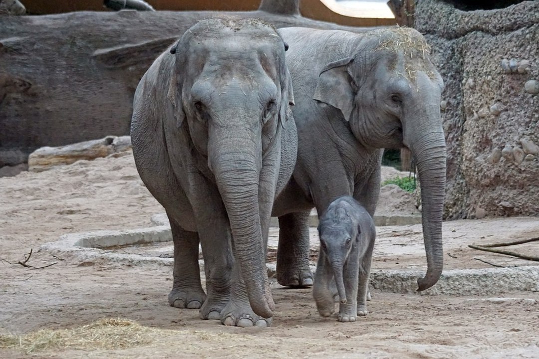 Ces animaux qui parlent
