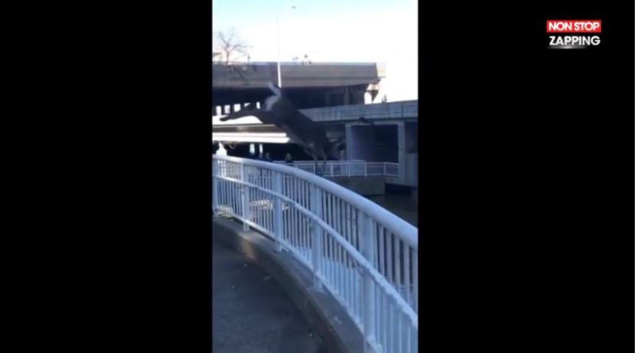 Etats-Unis : Une biche plonge tête la première dans une rivière, les images WTF (Vidéo)