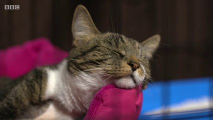 BBC1_Inside Out West 29Jan18 - cats shot with air guns