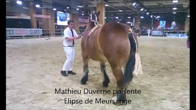 Salon de l'agriculture les éleveurs de Saône-et-Loire présentent leur Traits Auxois