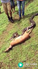 Cobra engole veao em segundos!