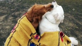 Dogs Kiss on Top of Canyon