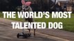 The World’s Most Talented Dog