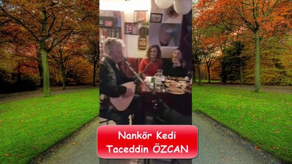 Nankör Kedi Taceddin ÖZCAN