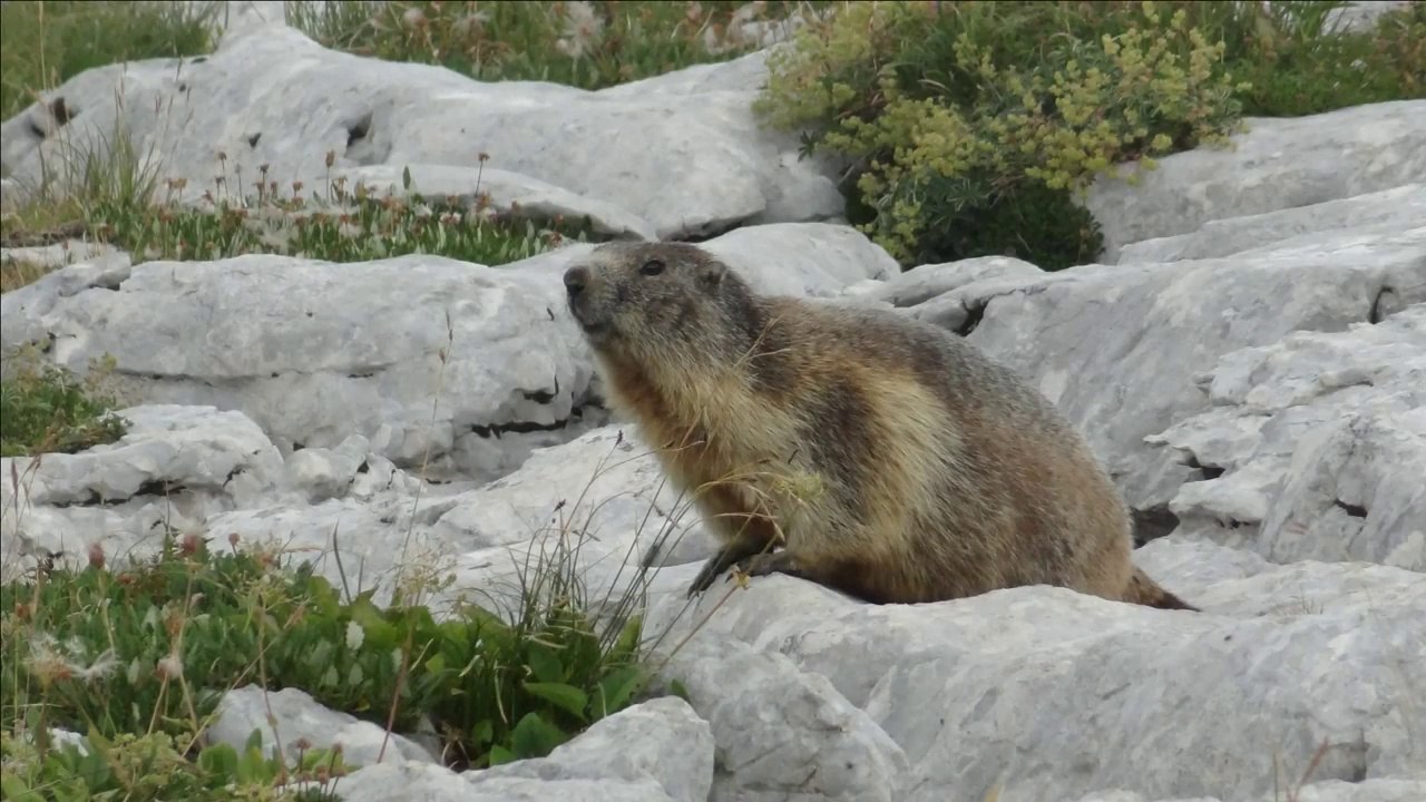 Trek sur les hauts plateaux de Chartreuse