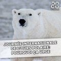 Journée internationale de l'ours polaire: Pourquoi ça urge