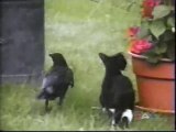 Un corbeau et un chat jouent ensemble