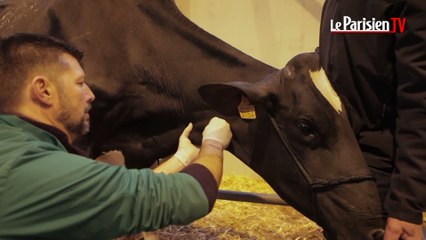 Salon de l'agriculture : dans les coulisses du stand vétérinaire