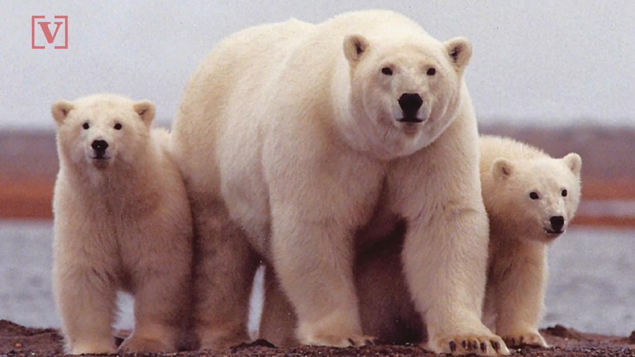 Scientists Are Thinking of Innovative Ways To Save The Polar Bear