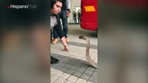 Arriesgó su vida por besar a una peligrosa y agresiva cobra