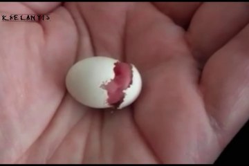 bird is born at hand