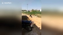 Huge pig is chased away by brave little puppy